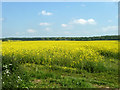 Field of oil-seed rape in RG20 7JE