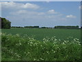 Crop field off Park Lane in PE13 5EH