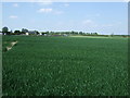 Crop field towards Carlton Farm in PE13 4NR