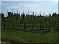 Fruit trees, Mannings Farm in PE13 4QX