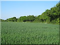 Looking to trees on arable field boundary, White Colne in CO6 2QB