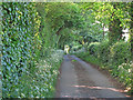Tree lined road between Daws Cross and Fishpits, Bures Hamlet in CO8 5DU