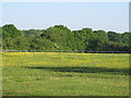 Buttercup pasture, Alphamstone in Alphamstone