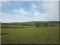 Sheep pasture at Oak House Farm, Wycoller in BB8 8SY