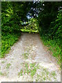 Footpath heads into trees to join track south of Shutt's Copse in GU32 1JP