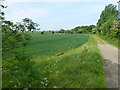 Cereal crop near the Ely bypass in CB6 3NN