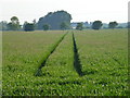 Tyre tracks in a cereal crop on Turf Fen, Stuntney in CB7 5TX