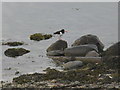 Oystercatcher on the rocks in PA21 2AD