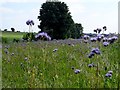 Thistles colonising, Brookfield Common in SG12 0LN