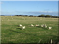 Grazing near Newburgh in AB41 6FF