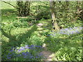 Bluebells, Chargot Estate in TA23 0SN