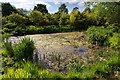 Pond, Thenford Arboretum in Thenford