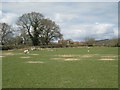 Ewes and lambs by Oak Tree Lane, near Sambourne in B96 6EX