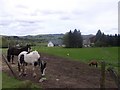 Horse paddock, Middle Balnald in PH10 7LY