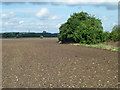 Brown field near Mayflower Farm in LU7 9BT
