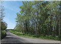 Shelter belt around a farm on Hoggen Down in DT11 0BD