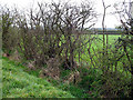 Hawthorn Hedge in LU7 0JA