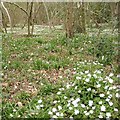 Windflowers in Rough Hill Wood, south of Redditch in B80 7EY