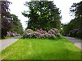 Rhododendrons at The Scissors Crossroads, Wolferton in PE31 6HD