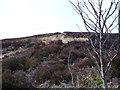 Heather on Hill of Corfeidly in AB31 4DP