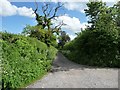 Dead tree on a byway, south of Easterton Sands in SN10 4BB