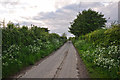 Mid Devon : Country Lane in EX16 9HB