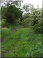 Overgrown Bridleway to Crosby in Dearham and Broughton Ward