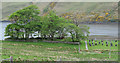 Trees and cemetery near Merkadale in IV47 8ST