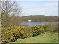 View across Salhouse Broad in NR13 6HE