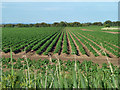 Field of potatoes in TN29 9TN