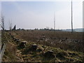Fforest wedi cwympo / Clear Felled Forest in Llangwyryfon Community