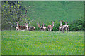West Somerset : Deer Grazing in TA22 9RT