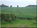 Crop field south of the A47 in LE7 9XJ