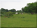 Horses in field near Lambourne Hall, Canewdon in SS4 3PW