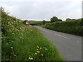Wild flowers next to the B3215 in EX20 1XJ