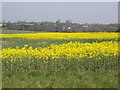 Rape Field in CM16 6PF