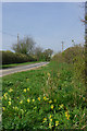 Cowslips by the lane in CM1 4RD