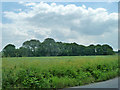 Belt of trees east of Tom Tit Lane in CM9 6TE