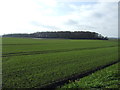Crop field towards Orritt's Wood in Downholland