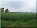 Crop field near Pellett Hall in PE6 7HN