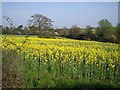 Rape Field in CM17 0JP