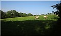 Sheep near Bremridge Wood in EX21 5NT