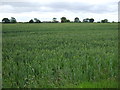 Crop field near Burtonwood in WA5 4EY