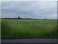Crop field, Collins Green in WA5 4DR