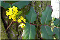 Oregon Grape in CM1 7TD