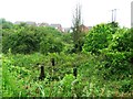 Overgrown allotment gardens in S63 7DP