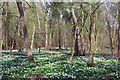 Wood Anemones in Garnetts Wood in CM6 1ND