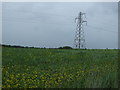 Crop field and pylon in WA12 9JL