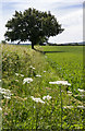Field margin by the footpath in CV35 9PN