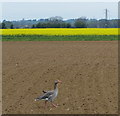 Greylag goose near Langtoft in PE6 9RH